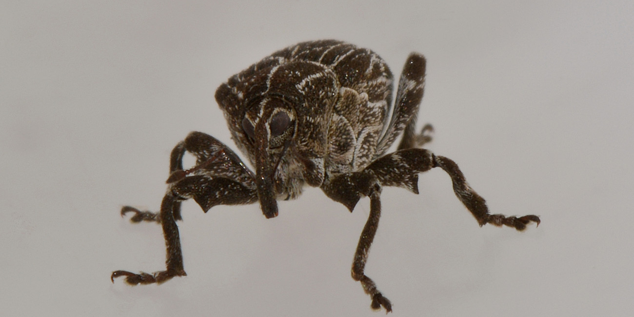 Curculionidae: Mogulones geographicus